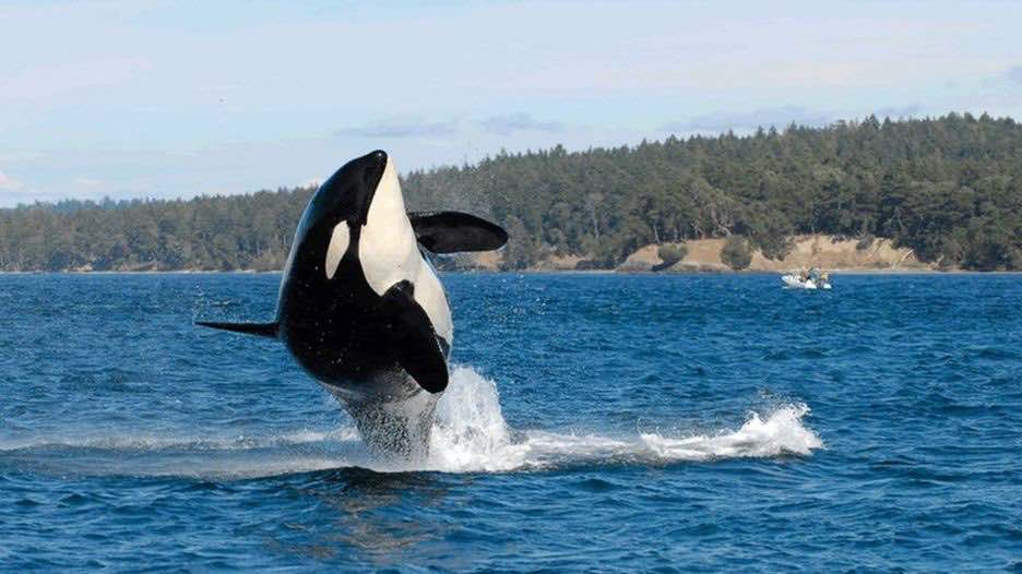 J2, or Granny, in the Salish Sea in 2010
