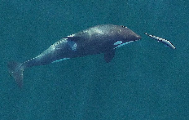 A young resident killer whale chases a chinook salmon near Vancouver Island. (Photograph by John Durban/NOAA 