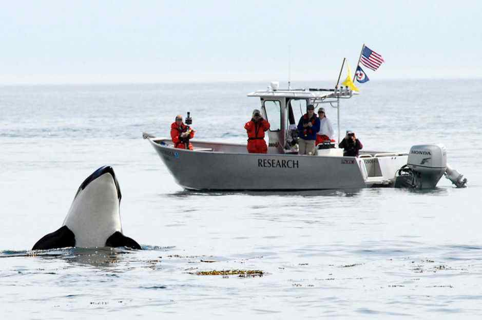 Researchers from the NOAA's Northwest Fisheries Science Center observe a spy-hopping Southern Resident orca off San Juan Island, Washington. (Photo: NOAA)