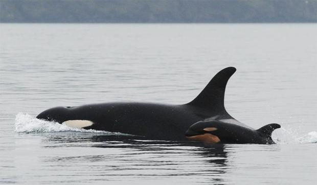 A baby orca whale calf known as J-51 swims with J-19, who is believed to be its mother, near San Juan Island Feb. 12, 2015. (Photo DAVID ELLIFRIT/CENTER FOR WHALE RESEARCH)