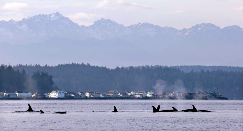 In this Jan. 18, 2014, file photo, endangered orcas swim in Puget Sound and in view of the Olympic Mountains just west of Seattle, as seen from a federal research vessel that has been tracking the whales. A federal court ruling this week has thrown into doubt the future of a valuable commercial king salmon fishery in Southeast Alaska, after a conservation group challenged the government's approval of the harvest as a threat to protected fish and the endangered killer whales that eat them. (Elaine Thompson, AP photo)