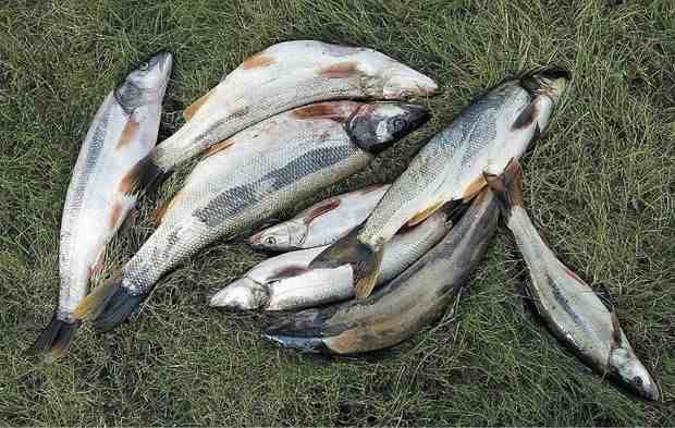 The Bonneville Power Administration pays anglers for catching pikeminnows as part of its work to improve salmon runs harmed by federal hydroelectric dams.