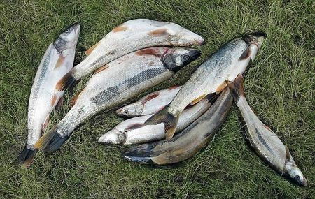 These eight fish, which could have been worth $40 to $64 during the recent pikeminnow season are now worth $80 through Oct. 11. 2020 (Bill Monroe photo)