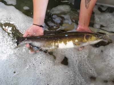 This pink salmon was trapped Wednesday at Lower Granite Dam. It could be the first pink there since 1975.