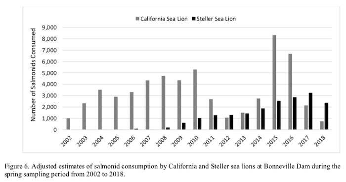 Graphic: Adjusted Estimate of salmonid consumed by California and Stellar sea lions at Bonneville Dam, from Jan 1. to June 2, 2002-2018