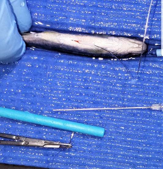 A tiny 4-inch long Chinook salmon is fitted with a radio tag before being released into the Lemhi River.