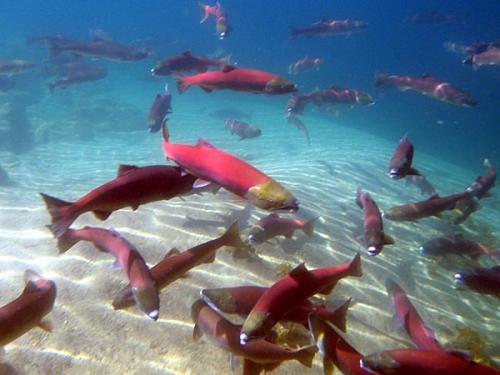 Endangered sockeye salmon swim over spawning grounds in Redfish Lake, Idaho. The naturally spawned offspring of the fish are returning at a high enough rate to rebuild the species, a new analysis shows. Credit: Idaho Department of Fish and Game