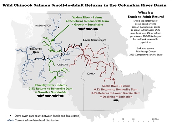 SARs for Wild Chinook Salmon vary markedly with the number of dams and reservoirs that the various runs encounter (source graphic: Rep. Mike Simpson, R-Idaho).