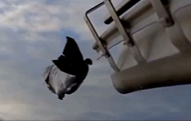 An adult salmon flies out of Whooshh's Salmon cannon