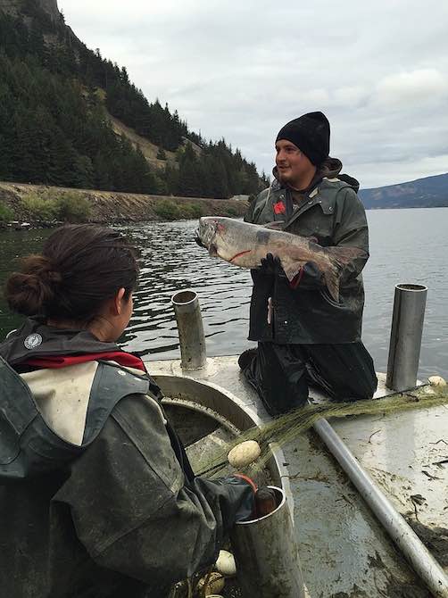 FISHERS Jordan Wheeler (right) and Jordyn Brigham (left) harvest fall chinook from nets along the Columbia River.