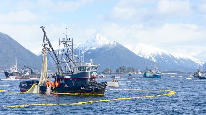 In southeast Alaska, all chinook salmon fisheries have been shut down due to low stocks.   (Photograph by JuneauTek)