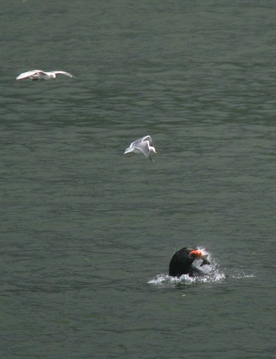 (Mark Harrison photo) Sea lion takes a meal while sea gulls seek the scraps.