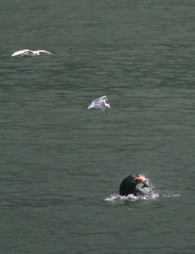 (Mark Harrison photo) Sea lion takes a meal while sea gulls seek the scraps.