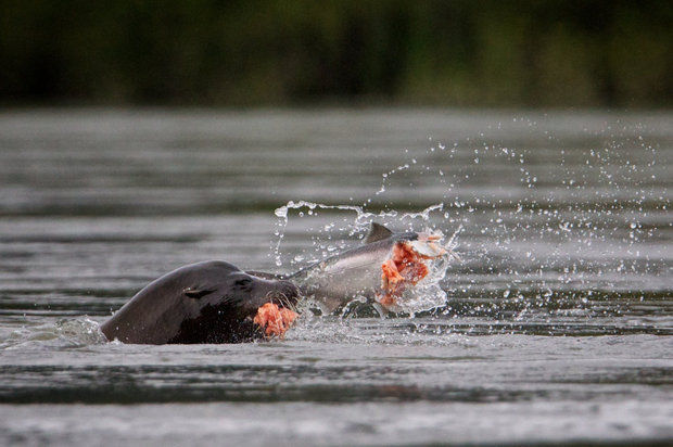A sea lion eats a salmon on the Columbia River near the Bonneville Dam  (Thomas Boyd/NW Fishletter)