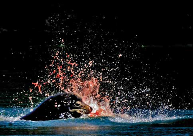 Sea Lion eats its prey in a well-lit photo.