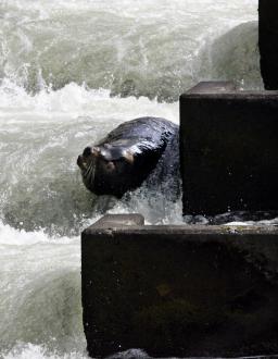 Sea lion C404 is seen in the fish ladder at Bonneville Dam, in a file photo taken March 21, 2006, in Cascade Locks, Ore.