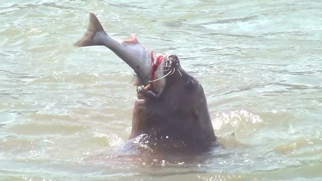 A sea lion gulps down a ocean returning salmonid in the Columbia River.