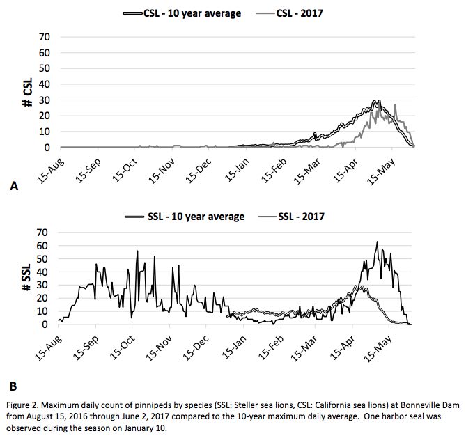 Graphic: Sea Lion consumption of salmon has changed recently with Stellar Sea Lions now stay thoughout much of the year.