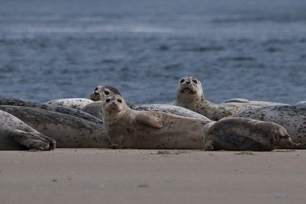 A growing number of harbor seals, much like these found along the Oregon Coast, have been driven by starvation in California to the healthy smelt and salmon runs in the Columbia River. (Roy W. Lowe /Creative Commons)