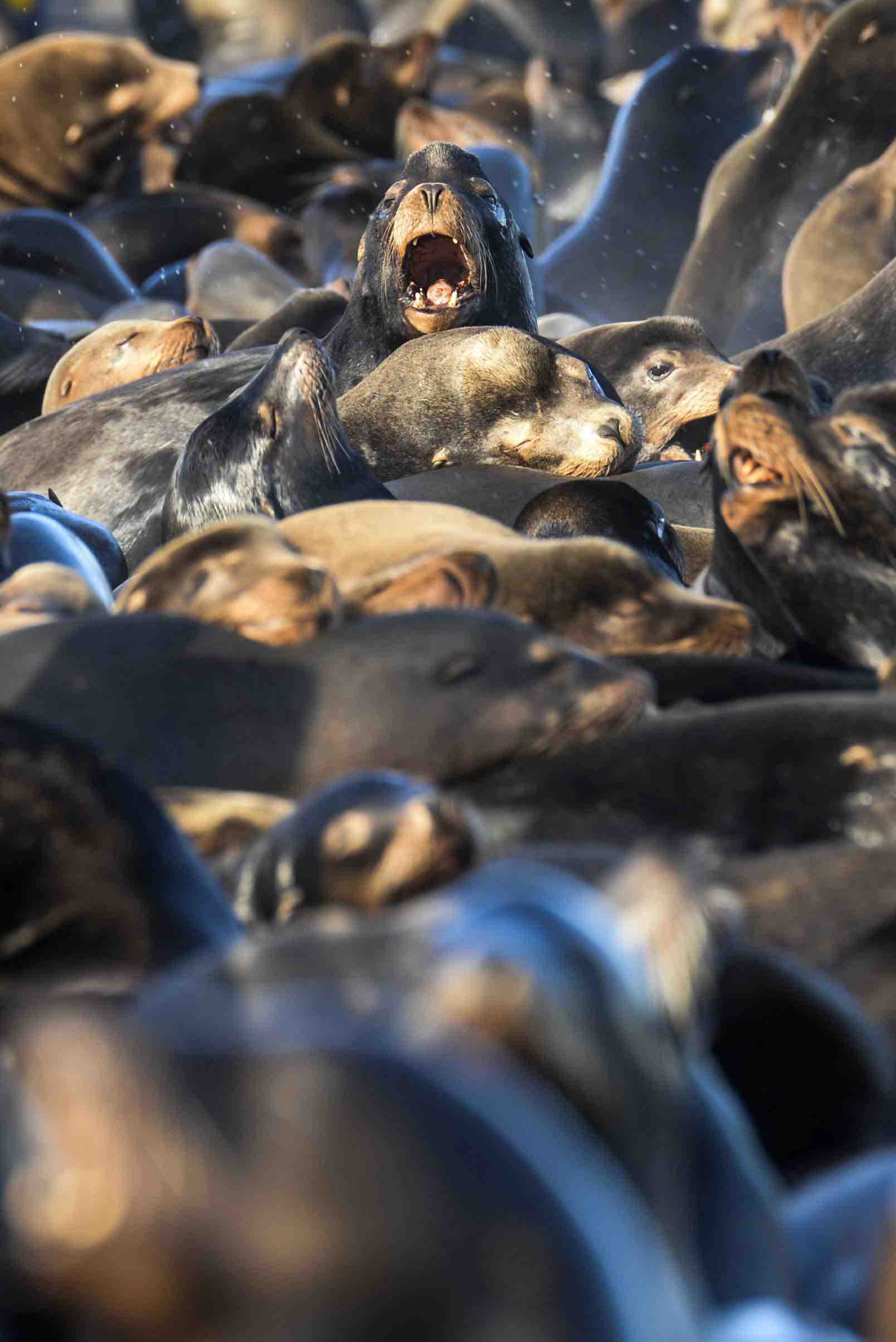 Sea lions make for entertaining viewing on some local waterfronts, but consume many fish, including some protected by the Endangered Species Act. (Joshua Bessexieo photo)