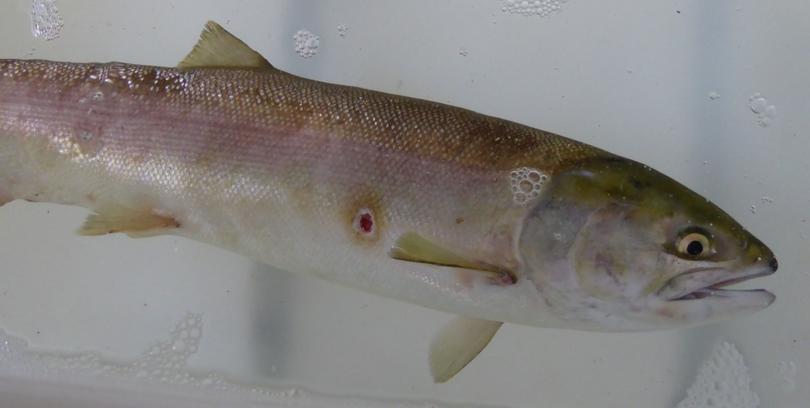 This Sockeye adult is the first to return of 2015 to Idaho's Redfish Lake near Stanley, Idaho