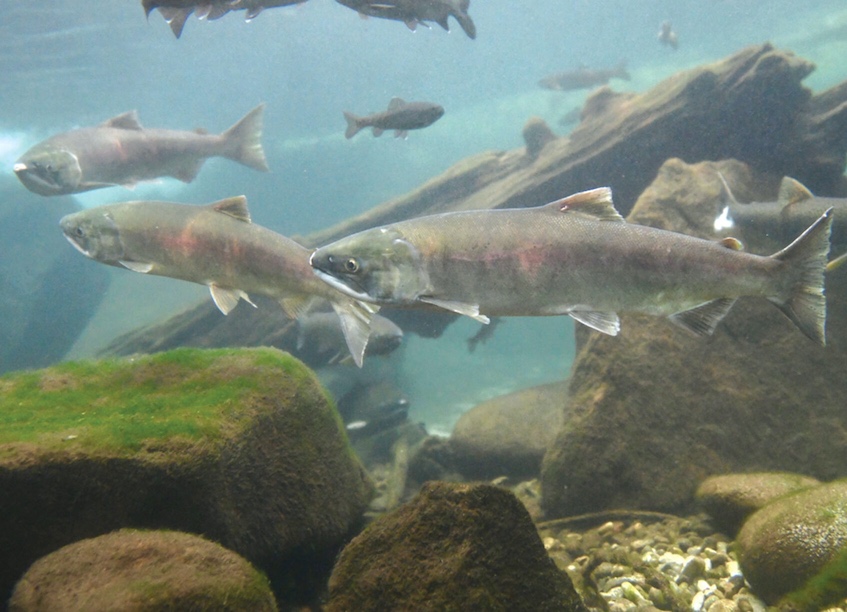Only 6.7% of sockeye salmon that had been tagged as juveniles were able to make the final leg of their journey from Lower Granite Dam near Lewiston to the Sawtooth Basin in the fall of 2021, the Idaho Department of Fish and Game reported. This year's return appears much more promising. (Roger Phillips/IDFG photo)