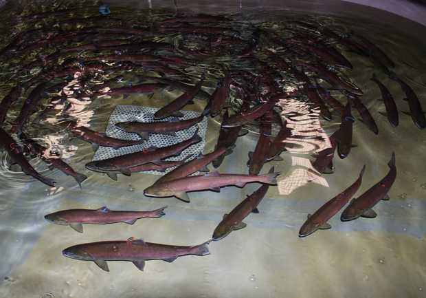 Sockeye adults at Eagle Hatchery.
