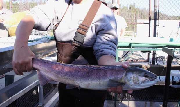 Sockeye runs have dramatically improved and probably have turned the corner from the single-digit returns of the past.