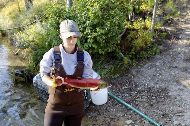 Idaho Fish and Game biologist Nicole Opper examines a male sockeye salmon. The scientists take a scale sample from each fish to determine age. Hatchery fish are scanned to read information from a PIT tag implanted in the nose of the fish. This wild fish was to be sent to the fish hatchery for the captive broodstock program. (Casey O'Hara photo)