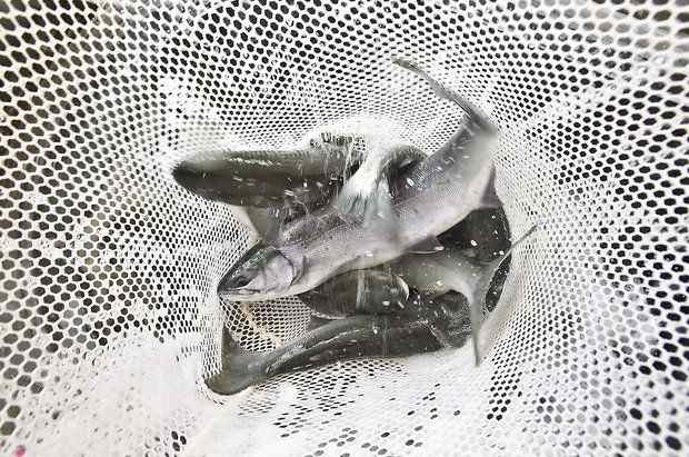 Mature sockeye salmon are transferred in a net after being collected at Priest Rapids Dam near Yakima, Wash., to be reintroduced to Cle Elum Lake. (Photo: TJ Mullinax/Yakima Herald Republic)