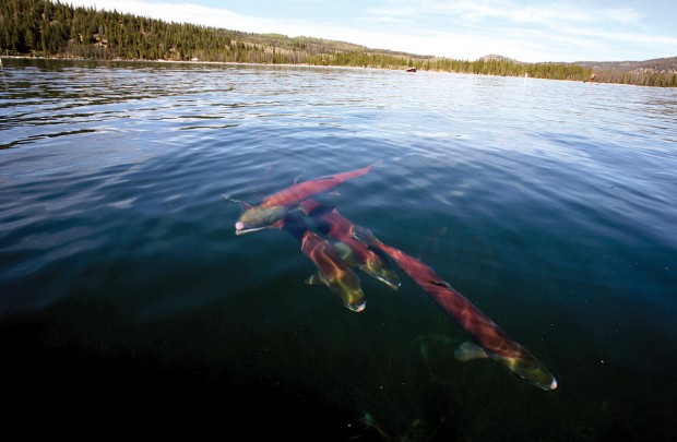 Adult Sockeye salmon in Redfish Lake prepare for their final act of spawning after which they will die, leaving nutrients from their carcasses so that others might live a new day.