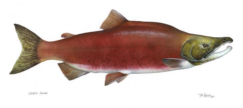 Sockeye salmon used to spawn in Elko County.