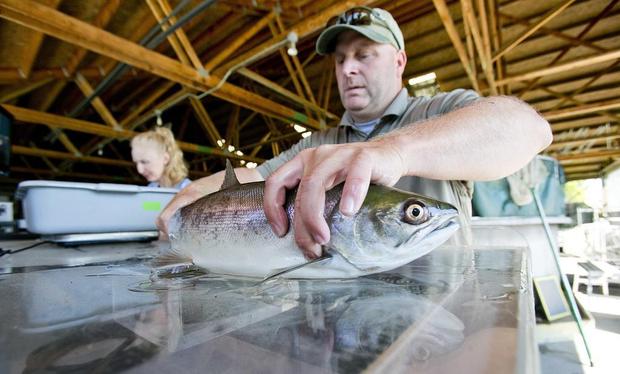 Travis Brown, assistant manager at the Eagle Fish Hatchery, checks a sockeye salmon for a Passive Integrated Transponders tag at the hatchery on Wednesday. Idaho Fish and Game processed five sockeye that it trucked from Lower Granite Dam 20 miles downstream of Lewiston. (Photo: Kyle Green)