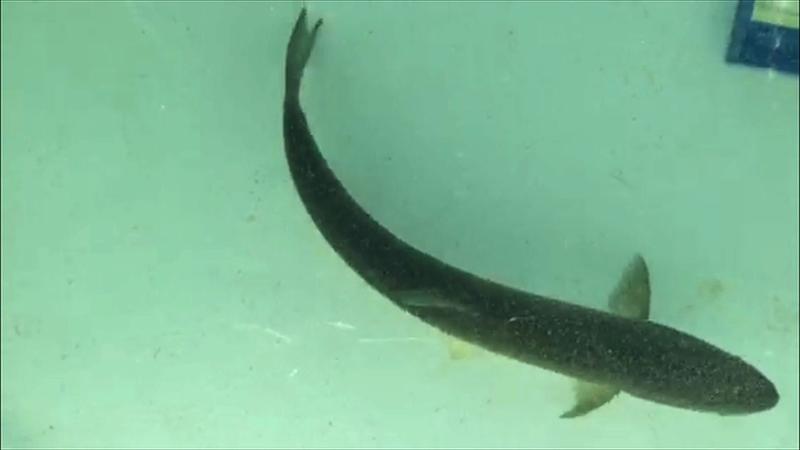 A Snake River sockeye swims in a tanker truck after it was trapped at Lower Granite Dam this summer. In an effort to help the sockeye stressed out from warming water temperatures and low river flows, crews trapped sockeye and transported them near Boise.