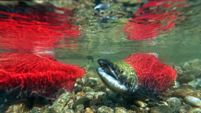 (Gary Stewart Photo) Sockeye adult in natal lake prepares for spawning.