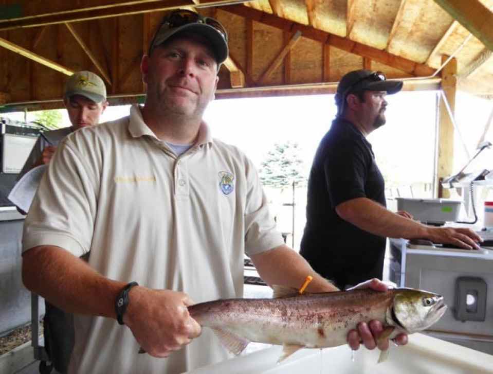 Travis Brown, assistant hatchery manager at Idaho Department of Fish and Game's Eagle Hatchery, tags a sockeye trapped this summer at Lower Granite Dam on the Snake River. (Roger Phillips photo)