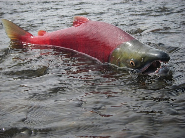 Spawning male Sockeye salmon (courtesy of the U.S. EPA)
