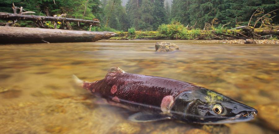 As the link between ocean and land, salmon deliver marine nutrients that feed coastal rainforests. (Ian McAllister/All Canada Photos/Corbis)