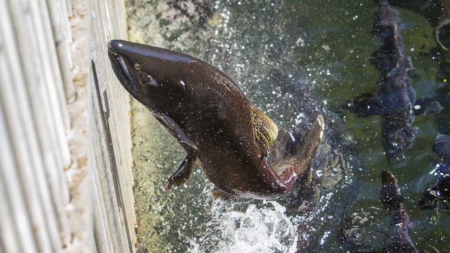 A spring chinook salmon (Brian Davies/The Register-Guard via AP, File)
