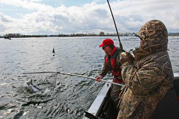 WDFW's Joe Hymer nets a spring chinook on the Columbia River near Vancouver. (Mark Harrison/The Seattle Times)