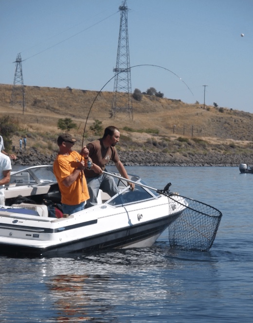 Anglers fight a Steelhead near the Snake-Clearwater confluence in a past season.  Washington's regional fishing manager says not to expect much opportunity for the species this fall and witer due to a very low run. (FISHING PHOTO CONTEST)