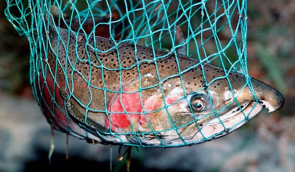 An adult steelhead sees its impending fate in a fisherman's net.