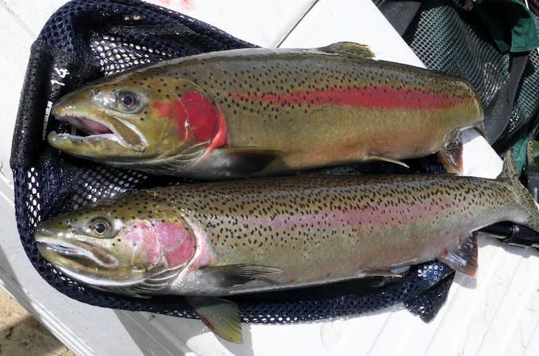 Steelhead make their final push to the headwaters of the Clearwater and Salmon rivers during spring, which concentrates them in the upper tributaries.