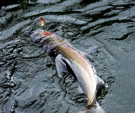 Steelhead trout on line. (Eric Barker / Lewiston Tribune)