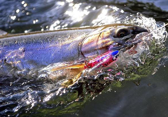 In this July 7, 2016 photo, a steelhead trout is reeled in near Dodge Bridge along the Rogue River in Shady Cove, Ore. (Jamie Lusch / AP)