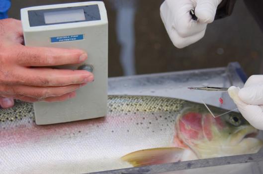 (Jack McNeel photo) Taking Gill Samples: Each steelhead is given several tests to determine health and body condition. Here, samples are taken from the gills to test for viruses.