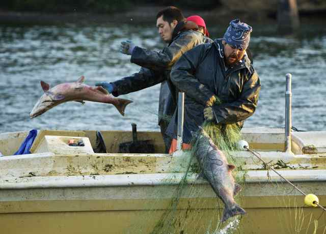 Tribal gillnet fisherman Eric Lilly and Aaron Paul, right, pull in chinook on the Columbia River, (Thomas Boyd/The Oregonian 9/6/12)