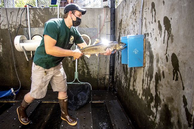 Daniel Byington moves a chinook up and down through a coded wire tag reader in the Tucannon River fish trap on June 4. If the fish is from a hatchery, the reader will detect where it came from. (August Frank/Lewiston Tribune)