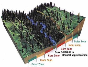When forest landowners negotiated Forests & Fish, they knew it would mean leaving more trees near the stream to provide protection for fish, water, amphibians, and other wildlife species; and they wanted to provide that protection. Negotiations resulted in larger buffers and emergency rules went into effect in 1999. There are three buffer zones.