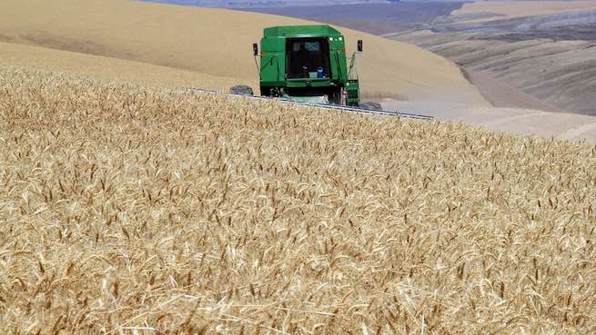 Combine harvests wheat near Wasco, Oregon